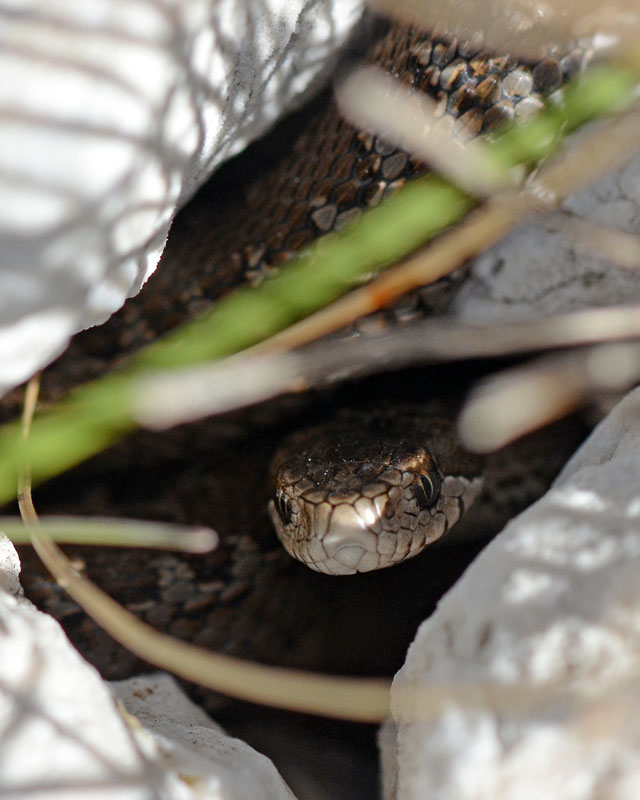 Vipera ursinii